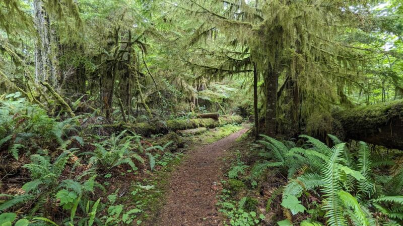 Rockport State Park - Rockport, WA