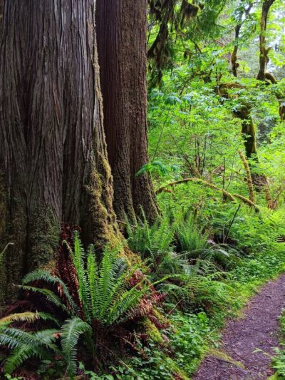Rockport State Park - Rockport, WA