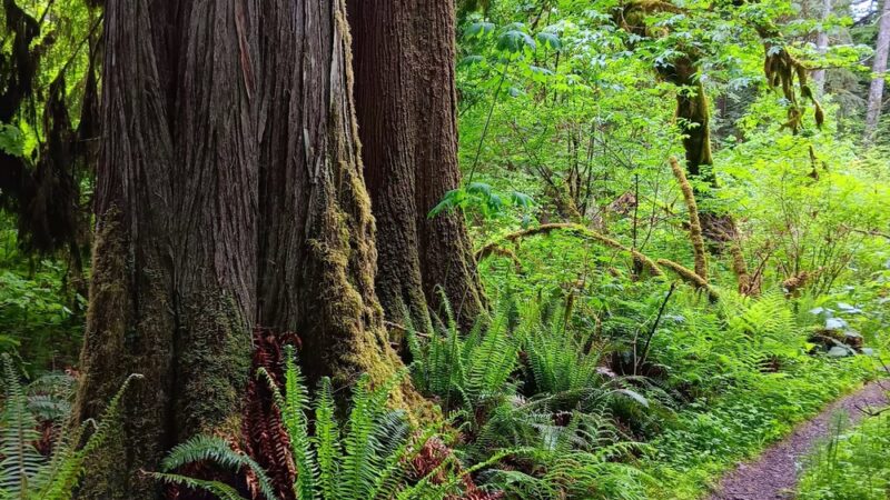 Rockport State Park - Rockport, WA