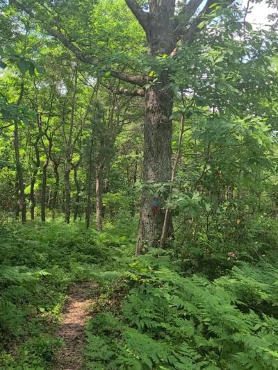 Rockton Mountain Trails - Rockton, PA