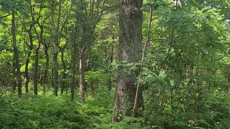 Rockton Mountain Trails - Rockton, PA