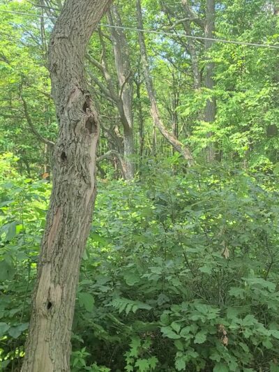 Rockton Mountain Trails - Rockton, PA