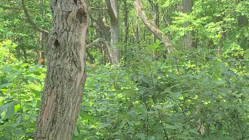 Rockton Mountain Trails - Rockton, PA