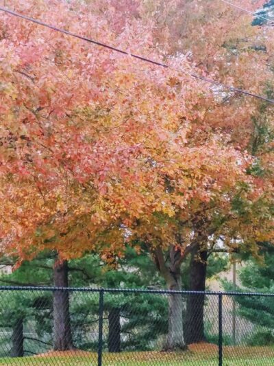 Glen Hills Park - Rockville, MD