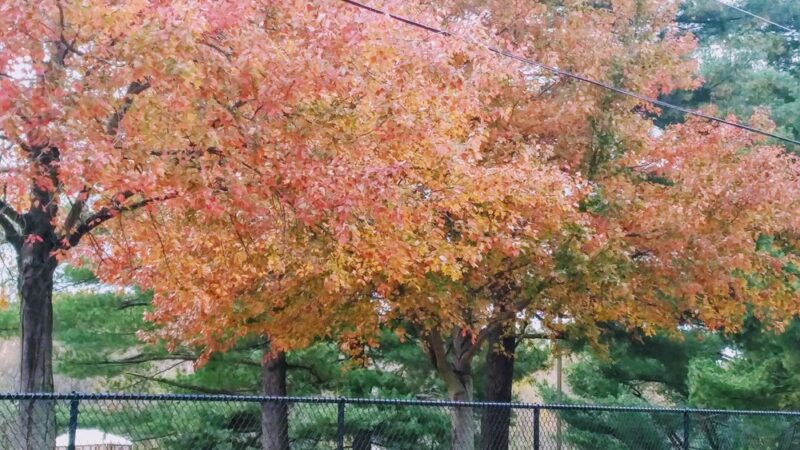 Glen Hills Park - Rockville, MD
