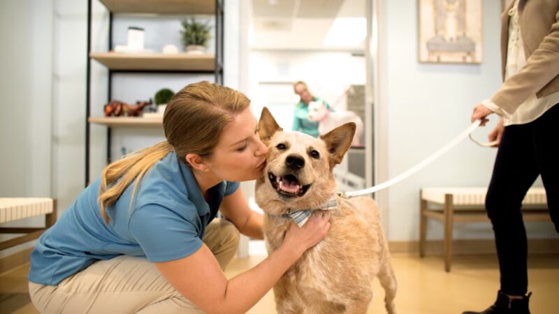 Healthy Hound Playground & Grooming - Rockville, MD