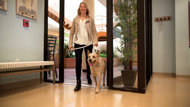 Healthy Hound Playground & Grooming - Rockville, MD