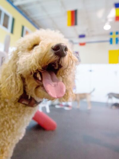Healthy Hound Playground & Grooming - Rockville, MD