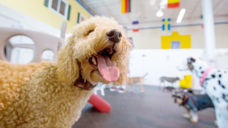 Healthy Hound Playground & Grooming - Rockville, MD