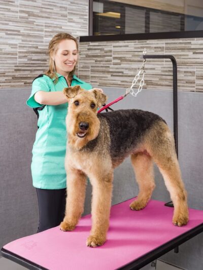 Healthy Hound Playground & Grooming - Rockville, MD