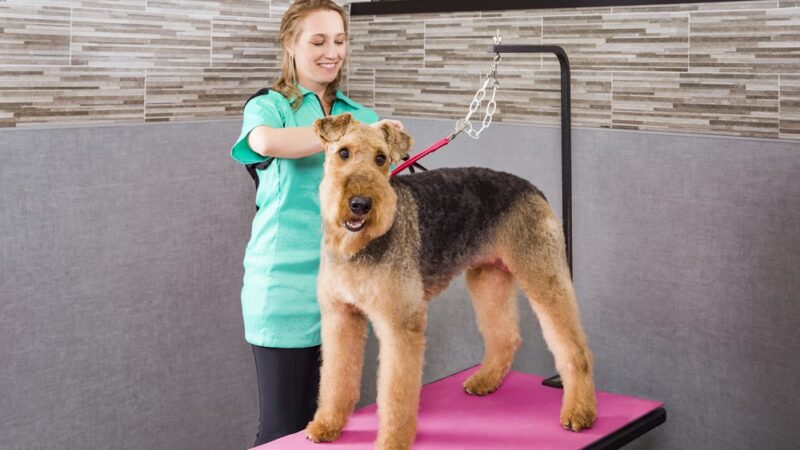 Healthy Hound Playground & Grooming - Rockville, MD
