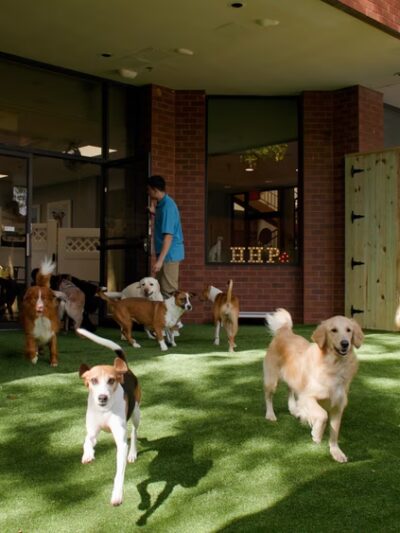 Healthy Hound Playground & Grooming - Rockville, MD