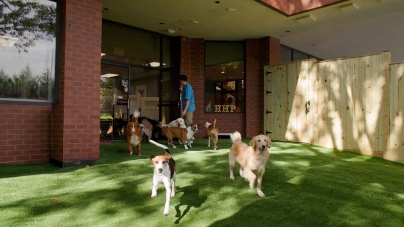 Healthy Hound Playground & Grooming - Rockville, MD