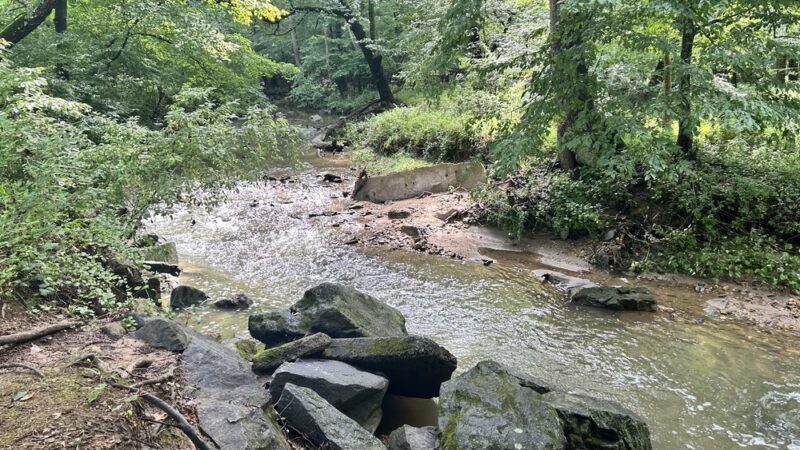 Tilden Woods Local Park - Rockville, MD