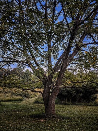 Washington Grove Conservation Park - Rockville, MD