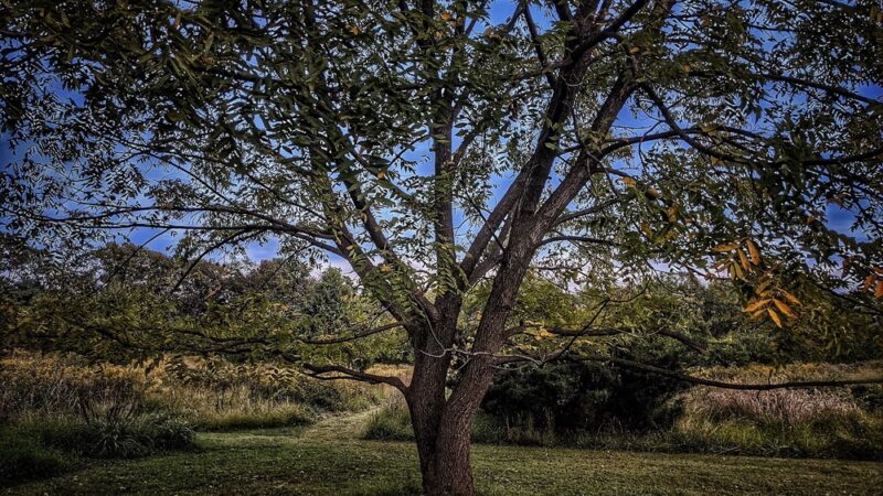 Washington Grove Conservation Park - Rockville, MD