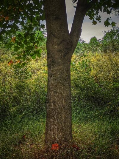 Washington Grove Conservation Park - Rockville, MD