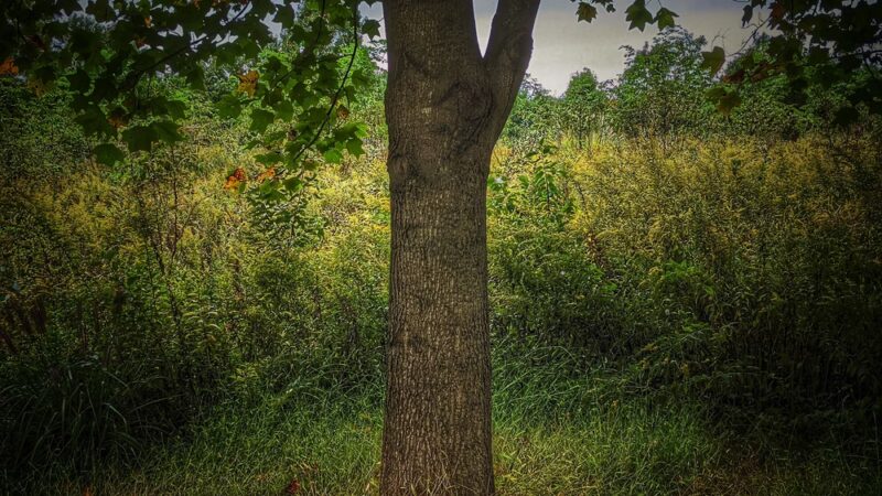 Washington Grove Conservation Park - Rockville, MD