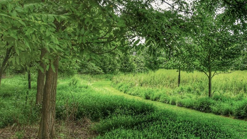 Washington Grove Conservation Park - Rockville, MD