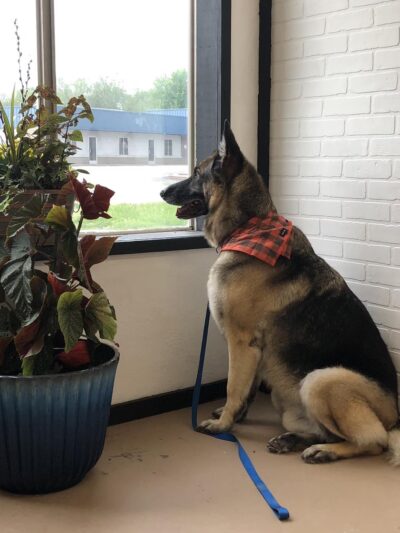 Bark at the Moon Hotel and Spa, LLC - Rogersville, MO