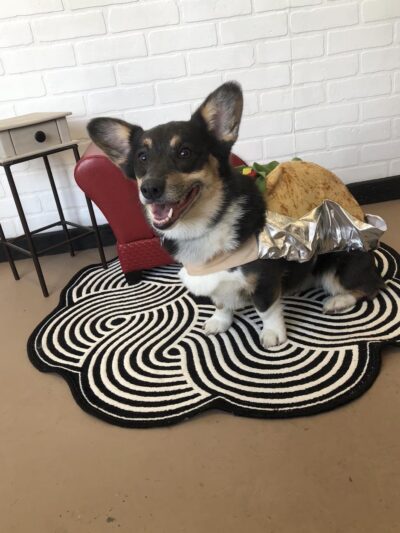 Bark at the Moon Hotel and Spa, LLC - Rogersville, MO