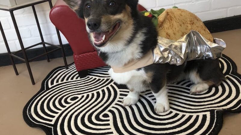Bark at the Moon Hotel and Spa, LLC - Rogersville, MO