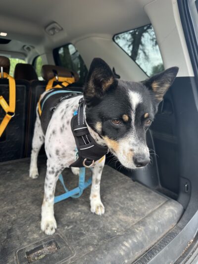Bark at the Moon Hotel and Spa, LLC - Rogersville, MO
