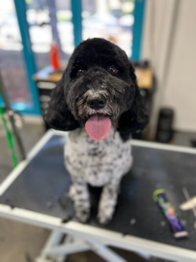 Doggy Barber - Rohnert Park, CA