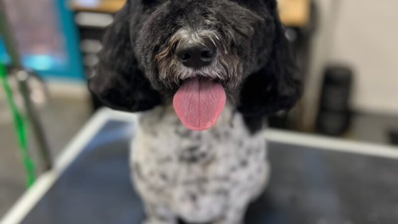 Doggy Barber - Rohnert Park, CA