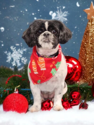 Doggy Barber - Rohnert Park, CA