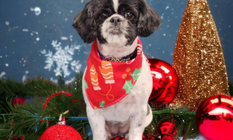 Doggy Barber - Rohnert Park, CA