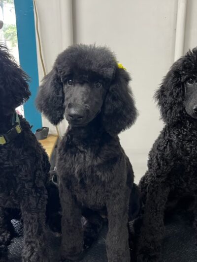 Doggy Barber - Rohnert Park, CA