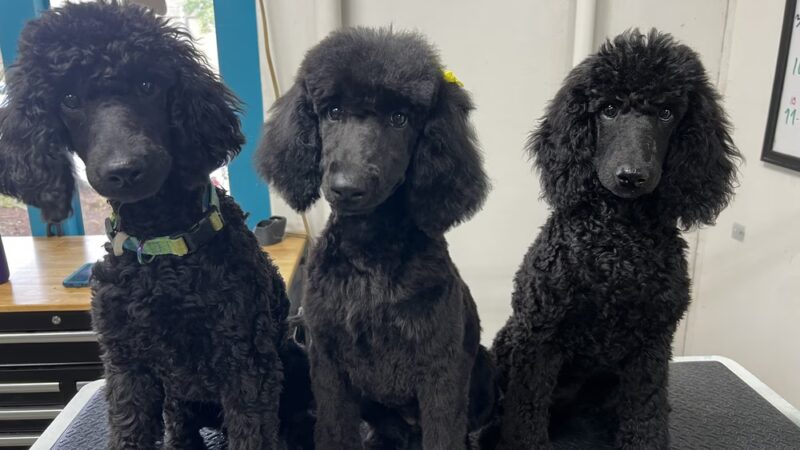 Doggy Barber - Rohnert Park, CA