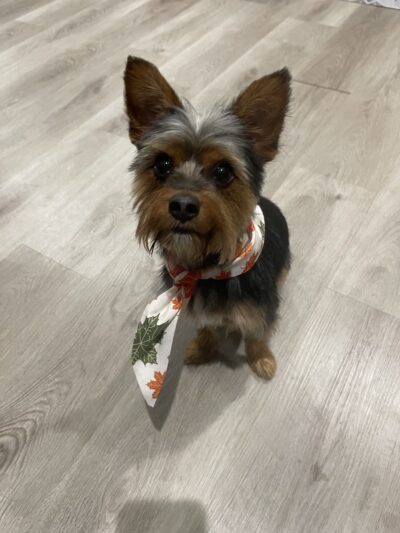 Doggy Barber - Rohnert Park, CA