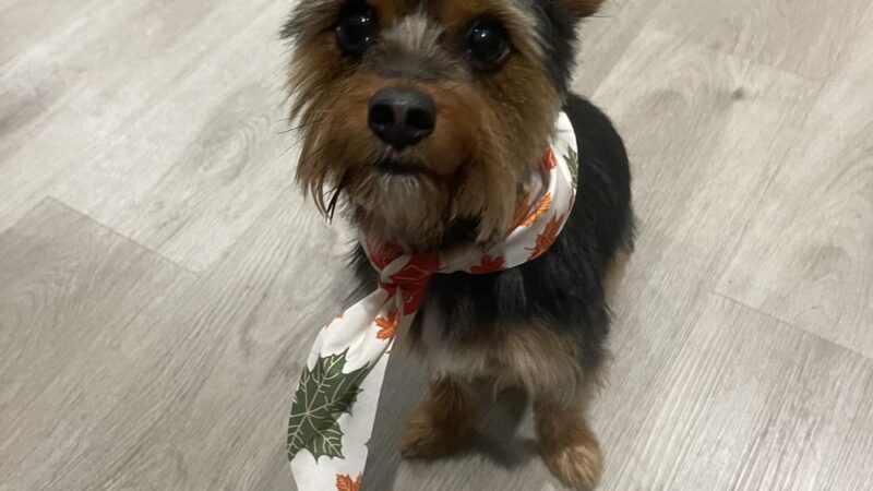 Doggy Barber - Rohnert Park, CA