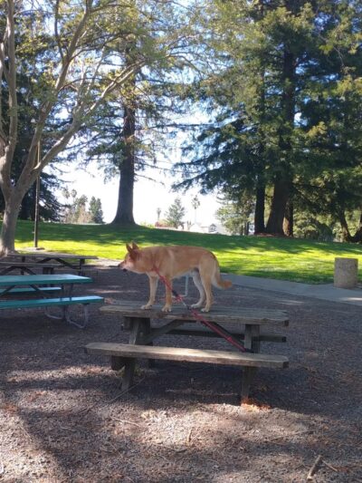 Eagle Park - Rohnert Park, CA