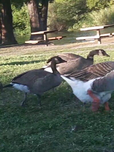 Roberts Lake - Rohnert Park, CA