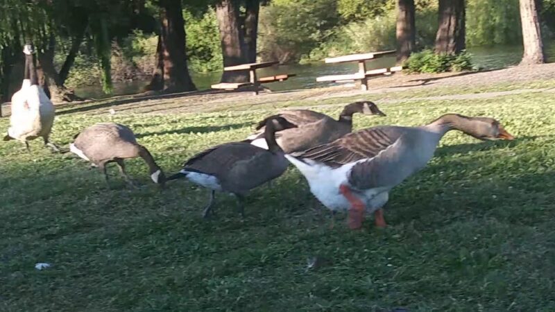 Roberts Lake - Rohnert Park, CA