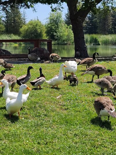 Roberts Lake - Rohnert Park, CA