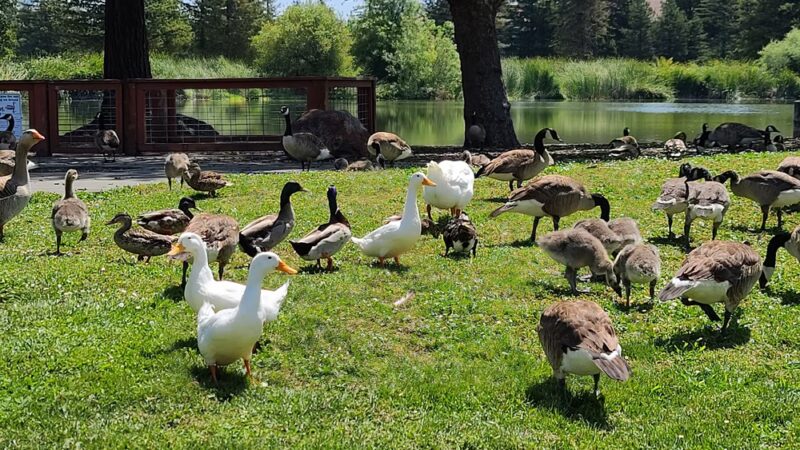 Roberts Lake - Rohnert Park, CA