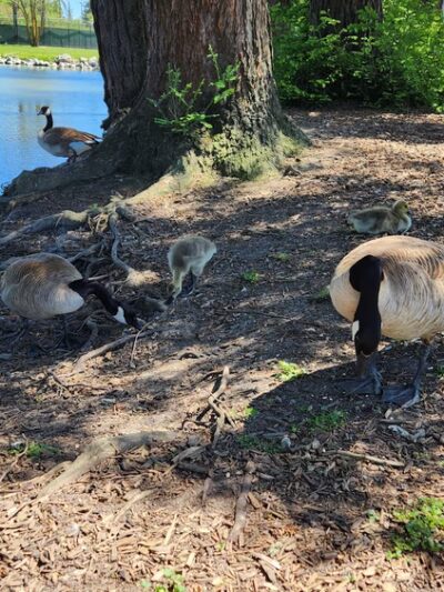 Roberts Lake Park - Rohnert Park, CA