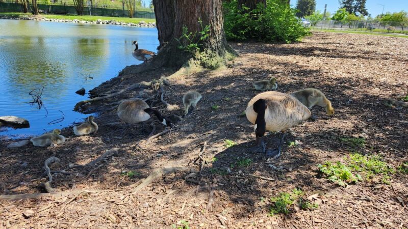 Roberts Lake Park - Rohnert Park, CA