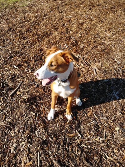 Rohnert Park Animal Services - Rohnert Park, CA