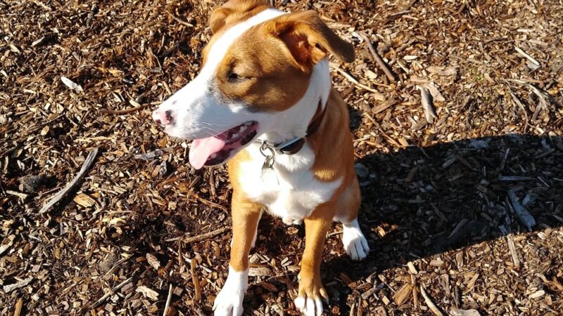 Rohnert Park Animal Services - Rohnert Park, CA