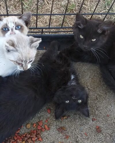 Rohnert Park Animal Services - Rohnert Park, CA
