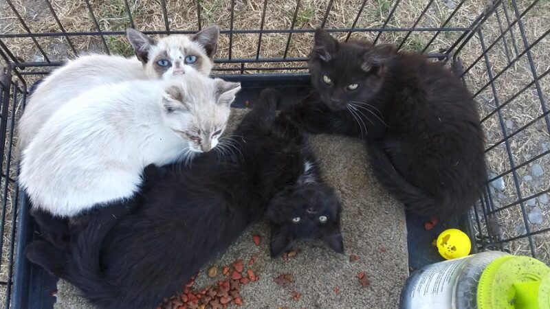 Rohnert Park Animal Services - Rohnert Park, CA