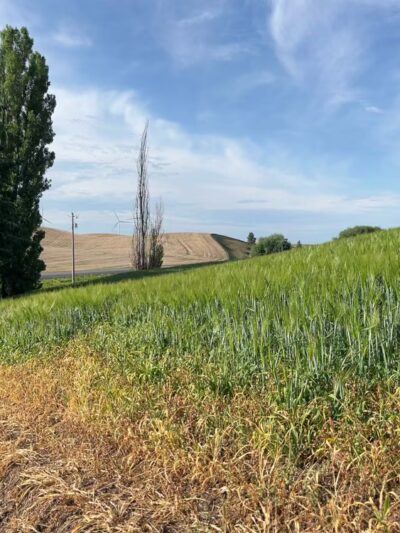 Horn Rest Area - Rosalia, WA