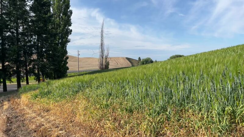 Horn Rest Area - Rosalia, WA