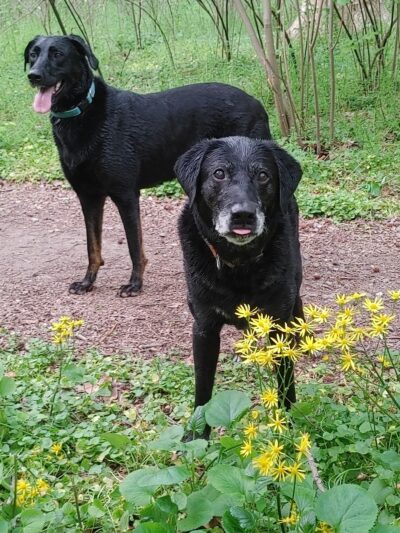 Saul Wildlife Sanctuary - Rose Valley, PA
