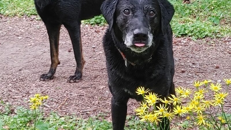 Saul Wildlife Sanctuary - Rose Valley, PA